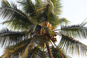 coconut palm tree on blue sky