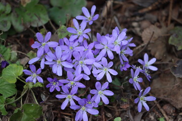 Sweden. Anemone hepatica, the common hepatica, liverwort, liverleaf, kidneywort, or pennywort, is a...