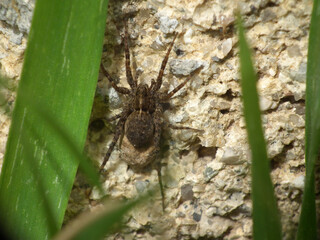 Pardosa milvina