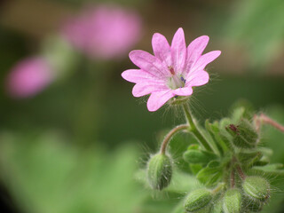 Geranium molle