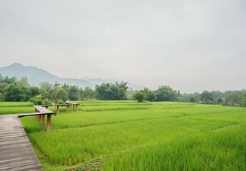 A wooden bridge for walking and viewing the rice plants. A wooden bridge leads to a rice field with...