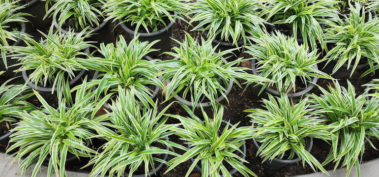 Chlorophytum bichetii (Karrer) Backer or Spider Plant is grown in black pots. The leaves are pointed at the tips. The upper surface of leaves is dark green and shiny. Creamy white spots on leaf margin