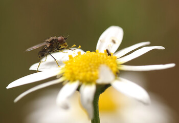 Insetto impollinatore