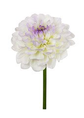 White and purple dahlia flower isolated