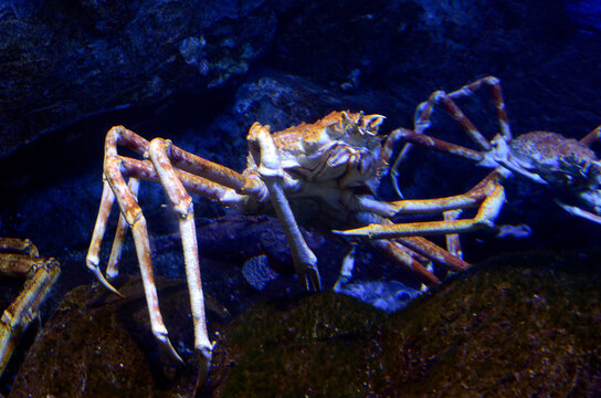四国太平洋沖稀少深海生物タカアシガニ大型甲羅兜凹凸リアル標本