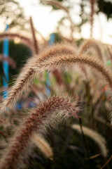 Pennisetum setaceum hierba cultivada 