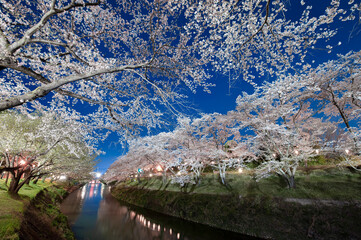 岐阜県各務原市の新境川の桜のライトアップ。百十郎桜。