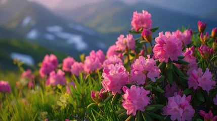 Papier Peint photo Lavable Azalée Magic pink rhododendron flowers on summer mountain
