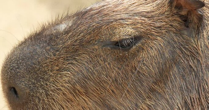 Close-up of capybara or Hydrochoerus hydrochaeris face. Capybara is the largest extant rodent in the world. High definition shot at 4K, 60 fps video footage.