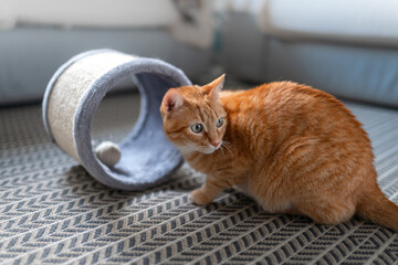 brown tabby cat with green eyes plays with a toy. close up