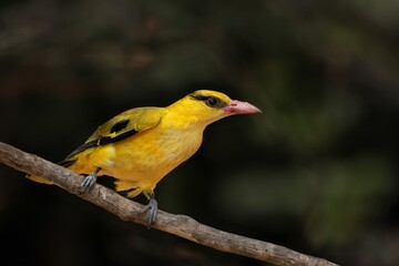 Beautiful yellow colored bird in nature black-naped oriole (Oriolus chinensis)