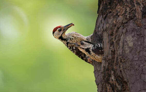 Birds that are beautiful in nature White-backed woodpecker