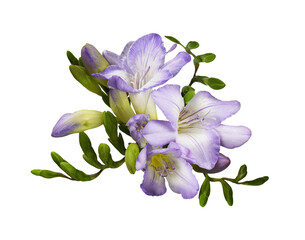 Beautiful purple freesia flowers and buds in a floral arrangement isolated on white or transparent background