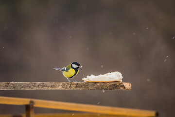 bird titmouse in winter feeding fat from the feeder