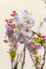 Obraz premium japanese flowering cherry blossoms in spring