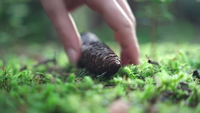 Fokus liegt auf kleiner Pflanze, der Fokus verschiebt sich auf Tannenzapfen, der im Wald liegt, er wird von einer Hand aus dem Bild genommen.