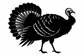 Wild turkey black silhouette with white background.