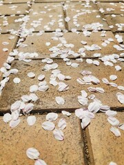 도시에 활짝 핀 벚꽃