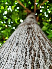 Bokeh fotografi Batang pohon dengan ranting dan daun yang indah