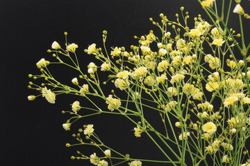 黒バックの黄色いカスミソウの花