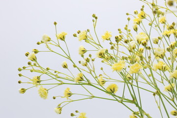 白バックの黄色いカスミソウの花
