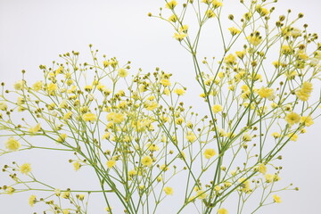 白バックの黄色いカスミソウの花