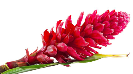 Red Ginger Flower isolated on white background 
