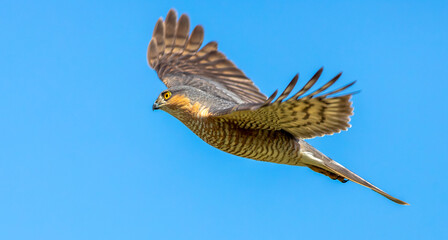 The sparrowhawk, one of the aerial acrobats on migration.