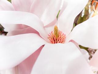 Fototapeta na wymiar Magnolia sprengeri var. diva Diva Pink magnolia, Winter flowers