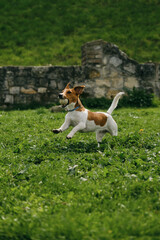 Charming and white Jack Russell Terrier puppy runs around Kalemegdan Spring Park in center of Belgrade and plays with a ball. A dog cheerfully nibbles a ball outside on a sunny summer day.