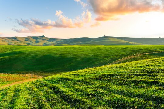 green field in countryside farm at sunset in evening light. beautiful spring landscape in hills. grassy field and hill. rural scenery