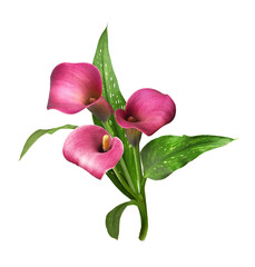 Small bouquet with three pink flowers of calla (Zantedeschia) isolated on white or transparent background