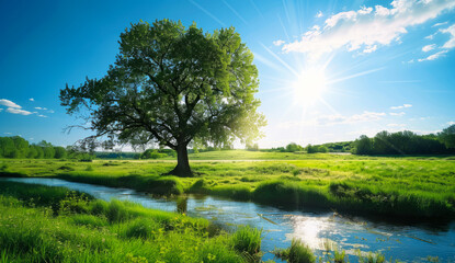 A large tree is in the middle of a grassy field. The sun is shining brightly, casting a warm glow over the scene.