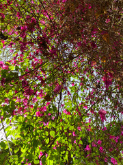 Top view of bougainvillea with branches, leaves and pink flowers with sky