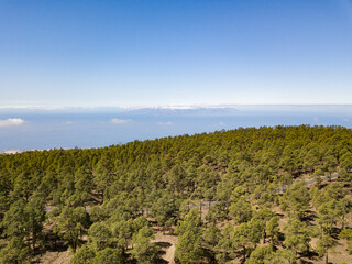 Fototapeta na wymiar View from drone of empty asphalt road in middle of a pine forest in Tenerife, canary islands, beautiful horizon over sea, green trees and blue sky.