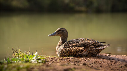 duck in the water