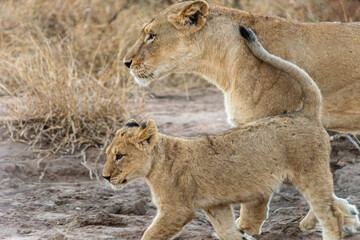 Löwenmutter und Baby gehen nebeneinander durch die Savanne
