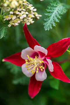 Closeup of Aquilegia glandulosa, red flower