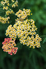 closeup of Achillea millefolium on green background