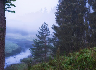 blue morning summer fog in wild deep spruce northern forest with river