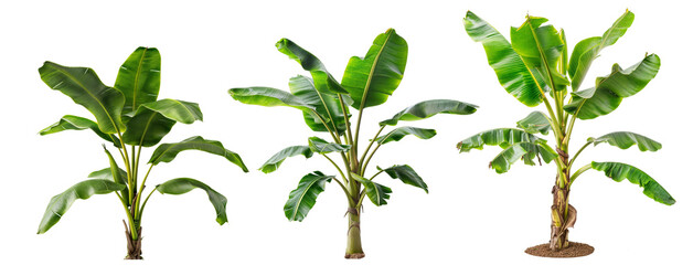 collection banana plant PNG transparent , no background, removed original background 