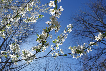 Spring blooming of almond and cherry blossoms called sakura