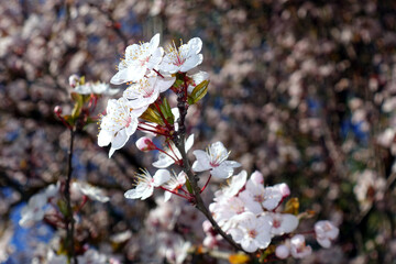 Concept of Hanami and Sakura; detail of the spring blossoming of cherry trees. Cherry blossom blossoms in April in Kyoto, Japan