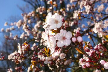 Concept of Hanami and Sakura; detail of the spring blossoming of cherry trees. Cherry blossom blossoms in April in Kyoto, Japan