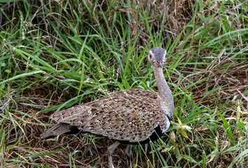 Red-crested korhaan in green grass. red crested bustard bird, Lophotis ruficrista. South Africa, Kruger National Park. Birds wildlife, African savanna