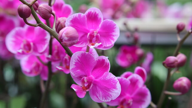 Close-up photo of Beautiful Phalaenopsis Orchid Flowers of Different colors