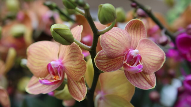 Close-up photo of Beautiful Phalaenopsis Orchid Flowers of Different colors
