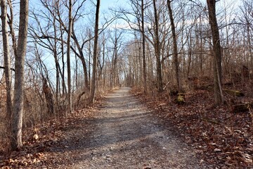 The hiking trail in the forest on a sunny day.