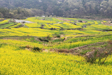 A view of the canola flower garden in Dumo Village, Namhae, Korea