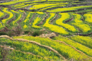 A view of the canola flower garden in Dumo Village, Namhae, Korea